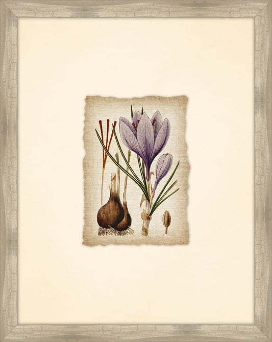 Great Meadow Flowers VI