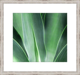 Succulent Fronds II