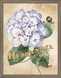 Seed Packet Hydrangea I