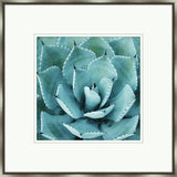 Agave I