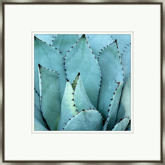 Agave II