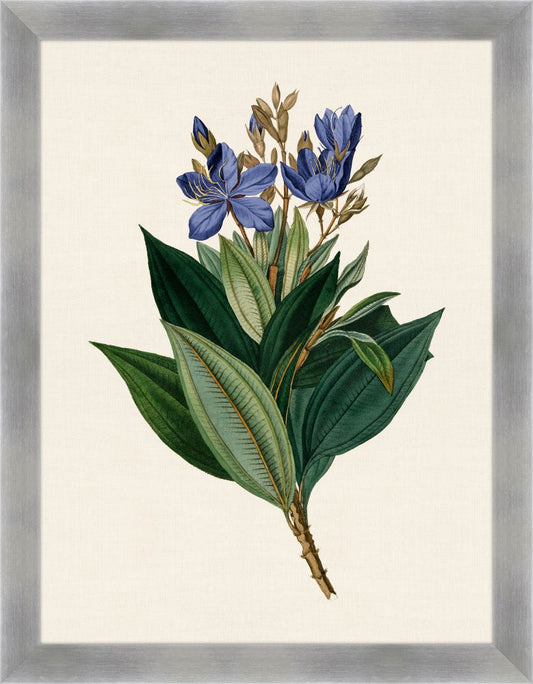 Van Geel Flowers III