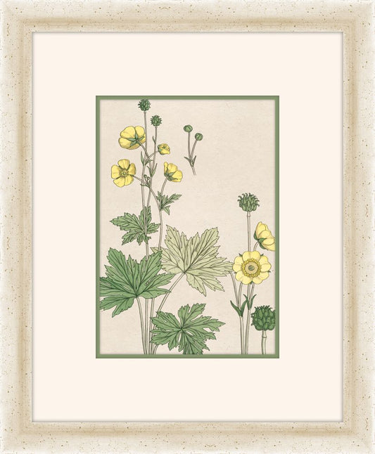 Verneuil Flowers, 1896 II