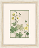 Verneuil Flowers, 1896 II