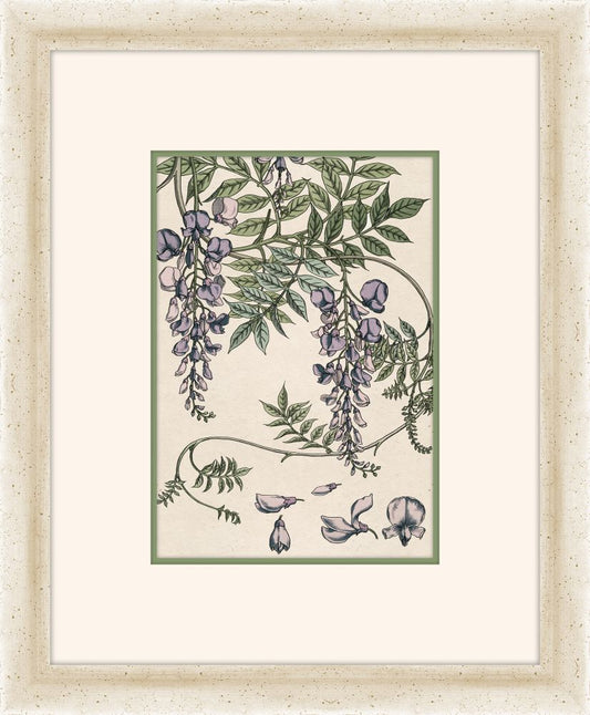 Verneuil Flowers, 1896 III