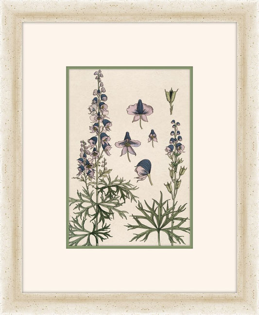 Verneuil Flowers, 1896 IV