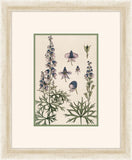 Verneuil Flowers, 1896 IV