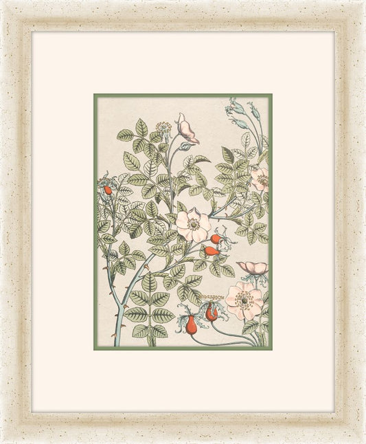 Verneuil Flowers, 1896 V