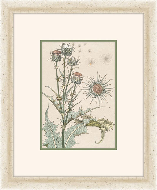 Verneuil Flowers, 1896 VI