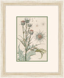 Verneuil Flowers, 1896 VI