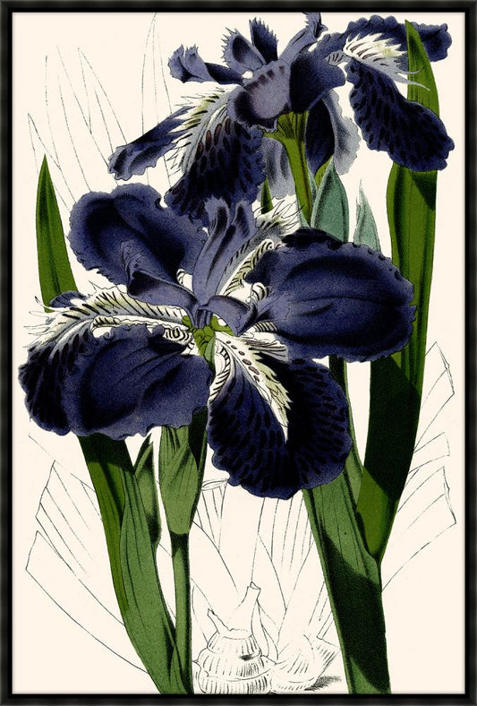 Wall Iris I Canvas