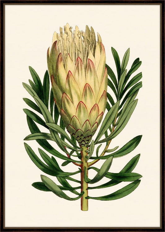 Curtis Protea I