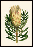 Curtis Protea I
