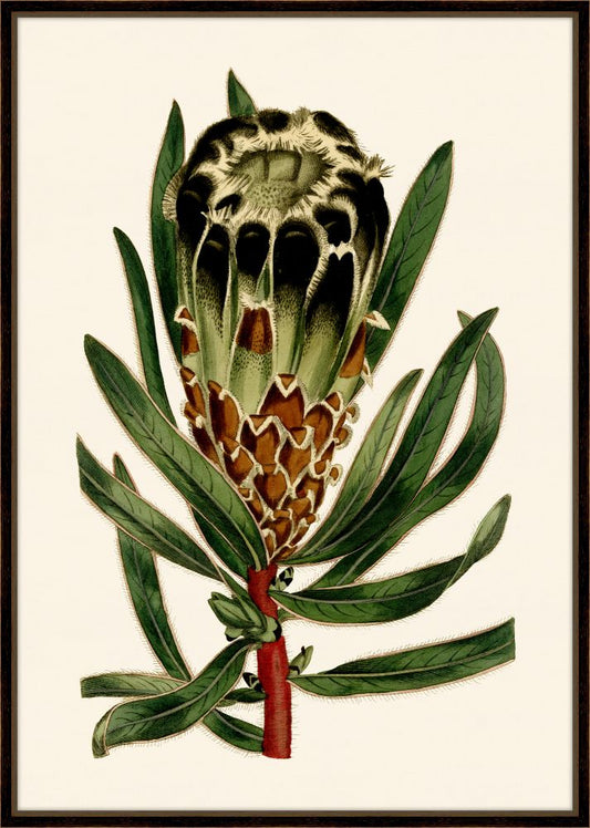 Curtis Protea II