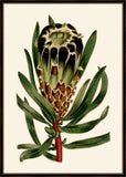 Curtis Protea II