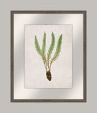 Bradbury Polypodium I