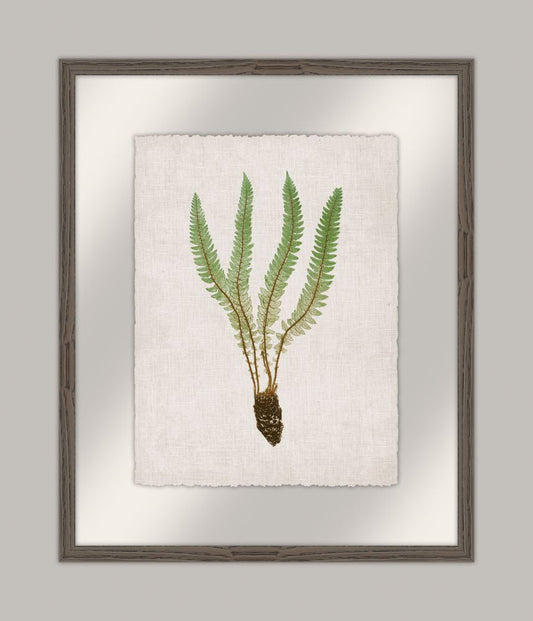 Bradbury Polypodium I