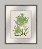 Bradbury Polypodium II