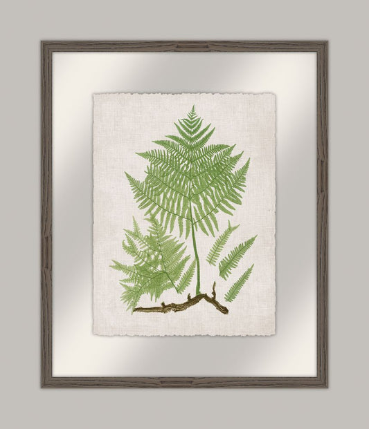 Bradbury Polypodium II