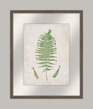 Bradbury Polypodium III
