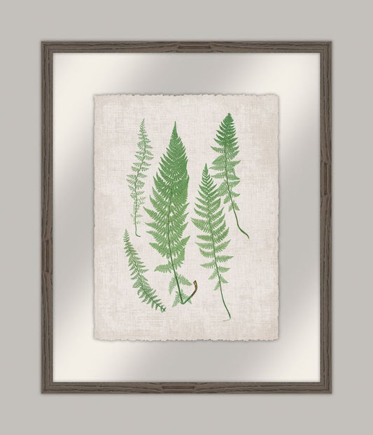 Bradbury Polypodium IV