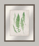 Bradbury Polypodium IV