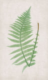 Bradbury Polypodium V Boxed Canvas