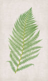 Bradbury Polypodium VI Boxed Canvas