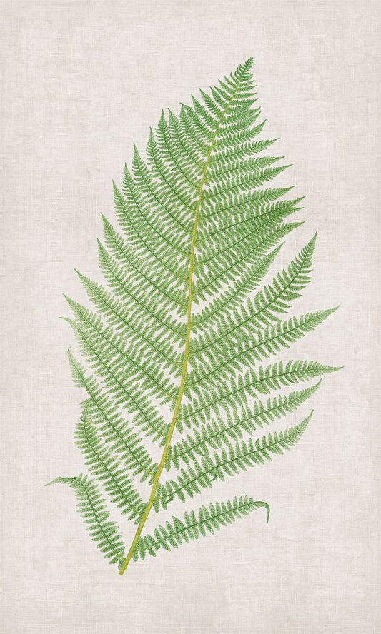 Bradbury Polypodium VI Boxed Canvas