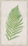 Bradbury Polypodium VI Canvas