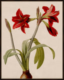 Scarlet Amaryllis I
