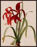 Scarlet Amaryllis II