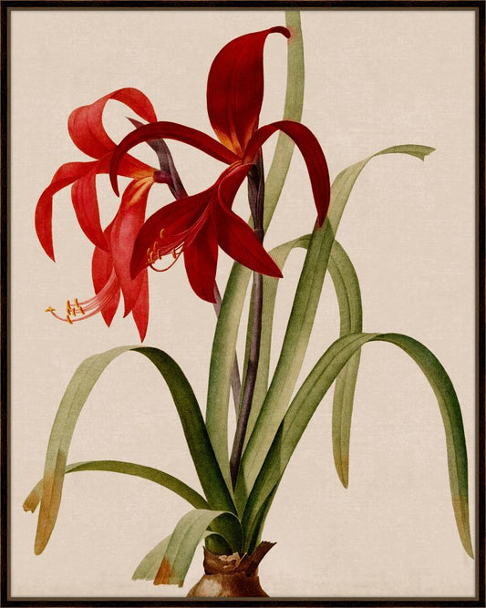 Scarlet Amaryllis II