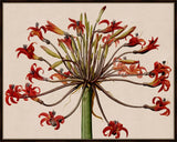 Scarlet Amaryllis III