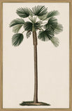 Duhamel Palm I Canvas