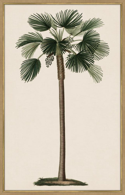 Duhamel Palm I Canvas