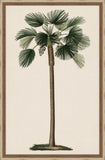 Duhamel Palm I