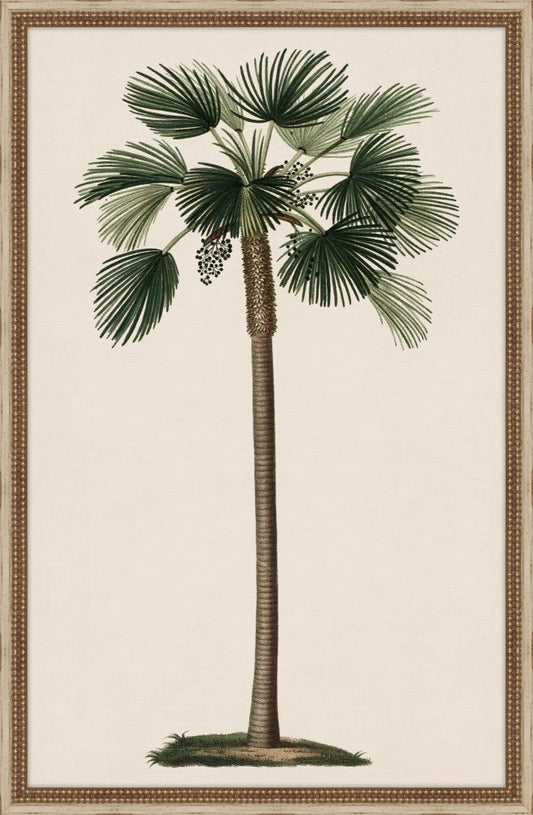 Duhamel Palm I