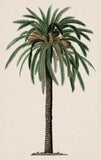 Duhamel Palm II Boxed Canvas