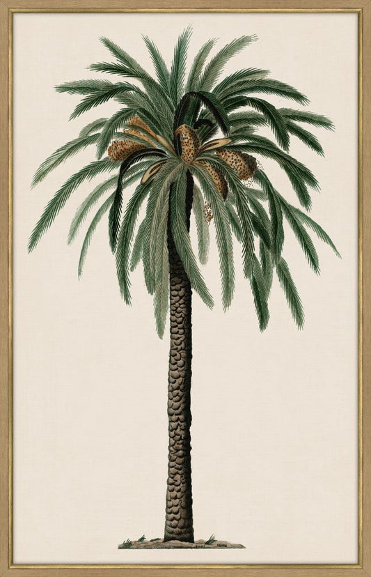 Duhamel Palm II Canvas