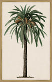 Duhamel Palm II Canvas