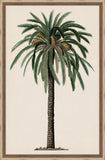 Duhamel Palm II