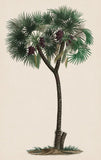 Duhamel Palm III Boxed Canvas
