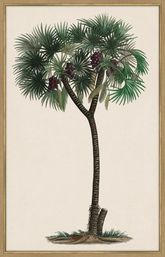 Duhamel Palm III Canvas