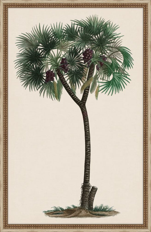 Duhamel Palm III