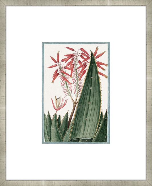 Martelli Cactus VII