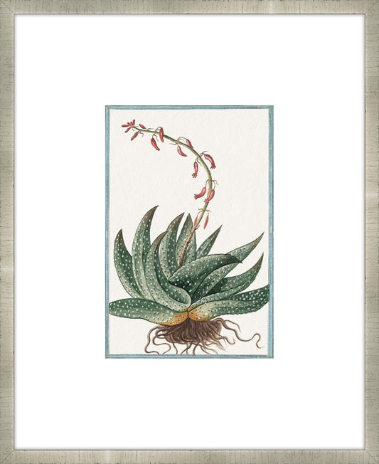 Martelli Cactus VIII