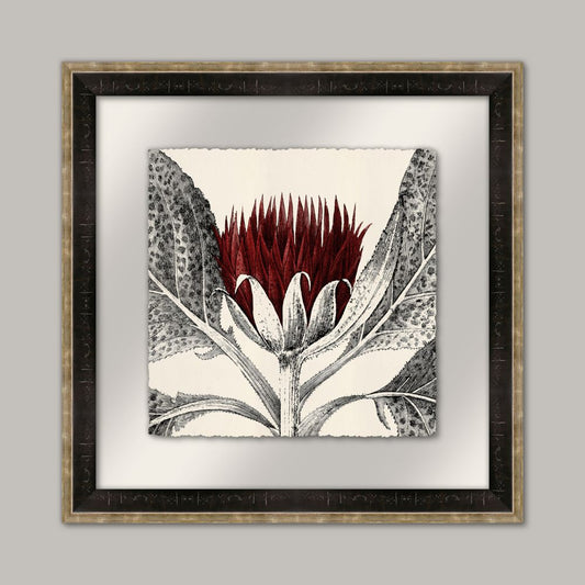 Arctium I in Caliente