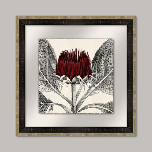 Arctium II in Caliente