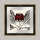 Arctium II in Caliente